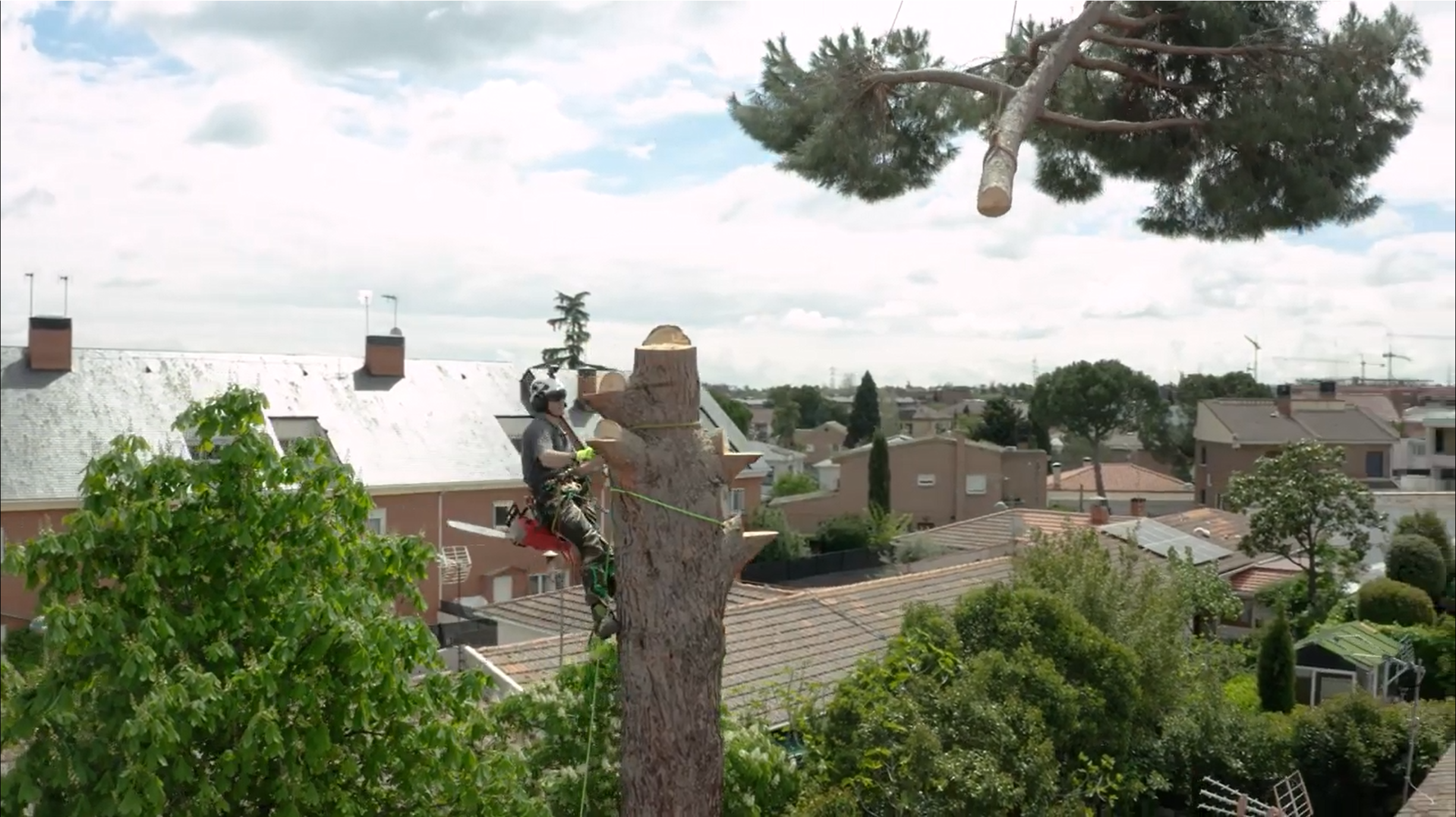 Silent power, surgical precision:  MILWAUKEE® Cordless chainsaw tackles complex tree removal in Madrid